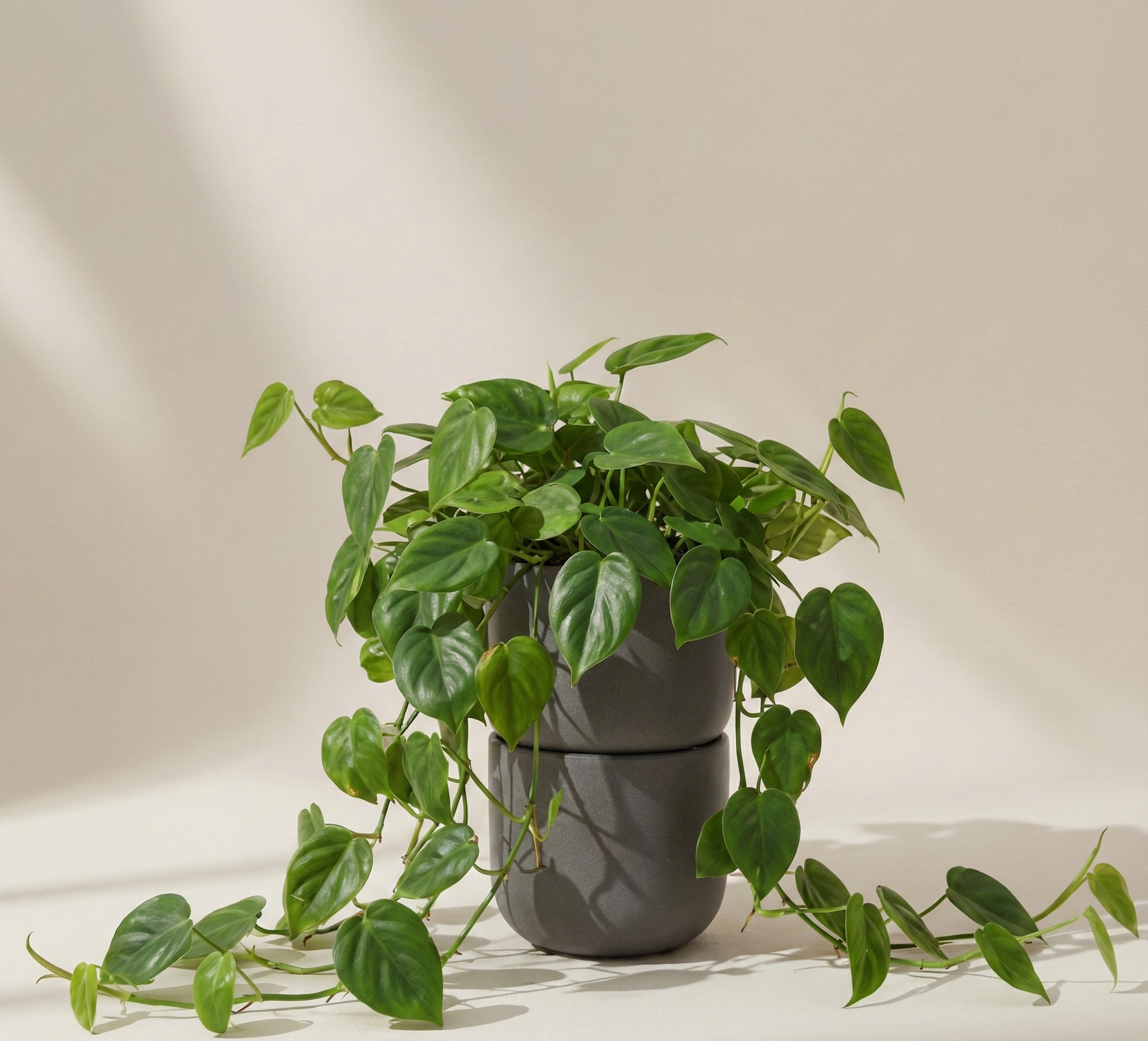 Philodendron